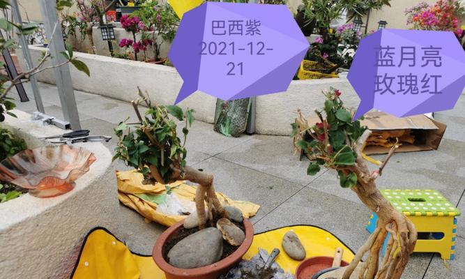 三角梅鱼缸水培怎么养？需要哪些步骤和注意事项？