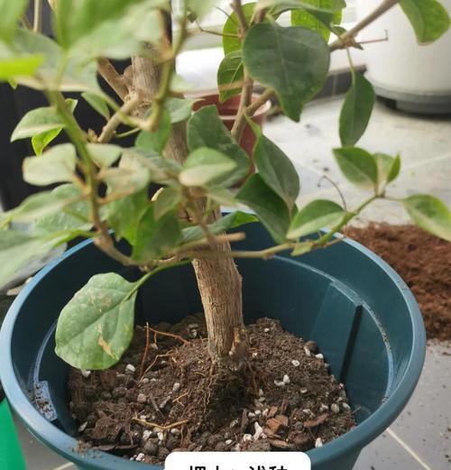 三角梅鱼缸水培怎么养？需要哪些步骤和注意事项？