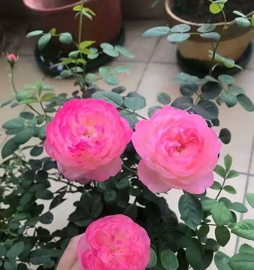 阳台转角位适合种植哪些花卉？