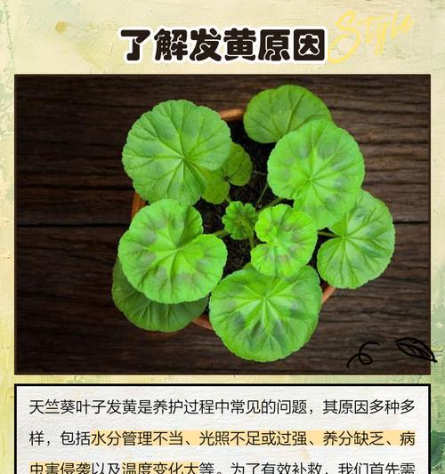 天竺葵垂吊紫红色叶子怎么回事？如何处理？