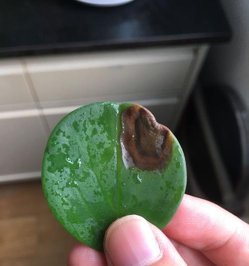 碧玉怎么叶子发黄了呢？碧玉叶子发黄的原因及解决方法？