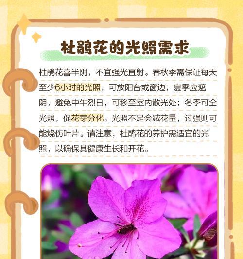 大理杜鹃盆景怎么养护？如何进行有效的养护和管理？