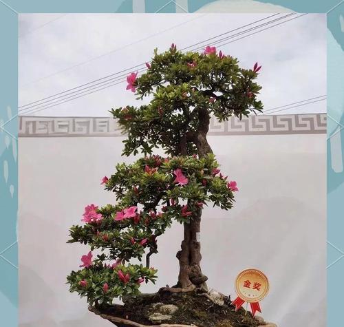 大理杜鹃盆景怎么养护？如何进行有效的养护和管理？