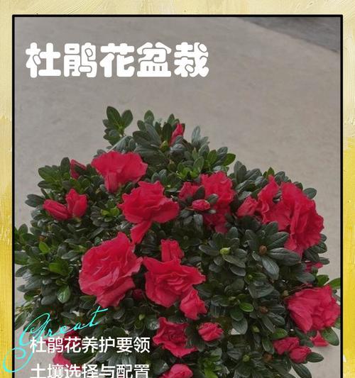 大理杜鹃盆景怎么养护？如何进行有效的养护和管理？