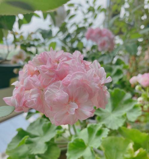 天竺葵格蕾丝公主不开花原因是什么？如何解决？