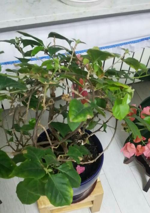 天竺葵格蕾丝公主不开花原因是什么？如何解决？