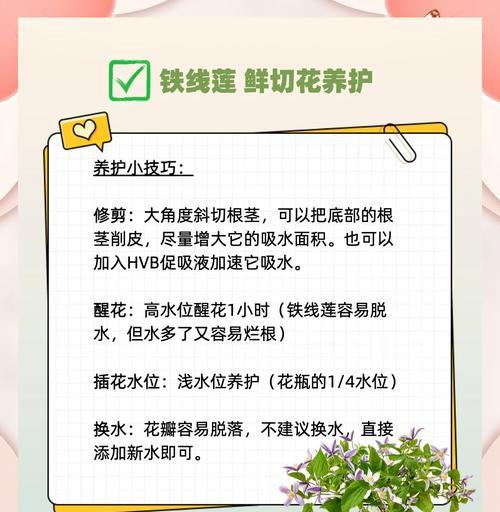 铁线莲如何应对高温天气？