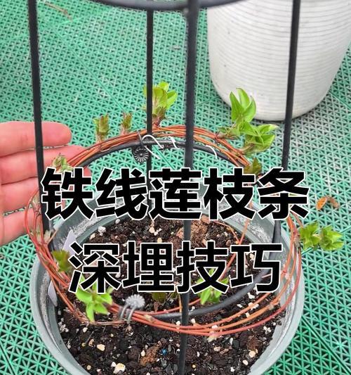 铁线莲如何应对高温天气？