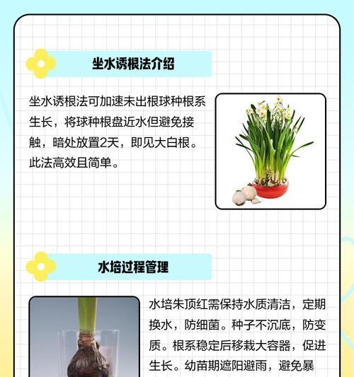 朱顶红只长根不发芽是什么原因？