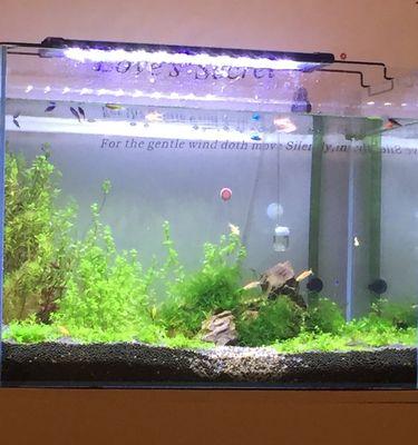 水生植物缺氧会导致哪些问题？如何解决？