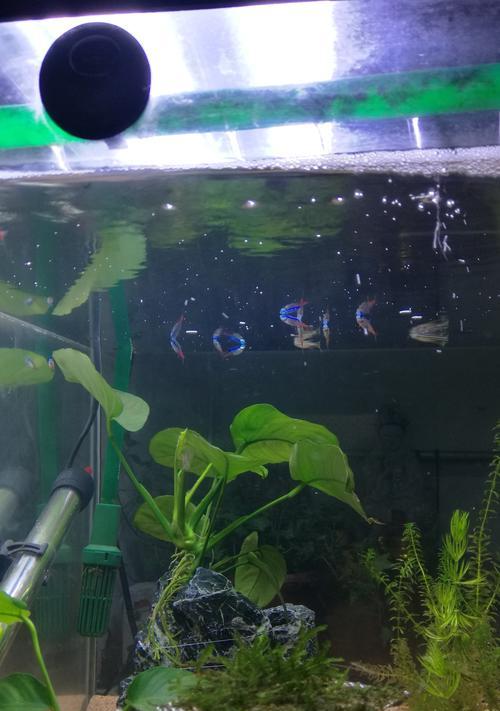 水生植物缺氧会导致哪些问题？如何解决？