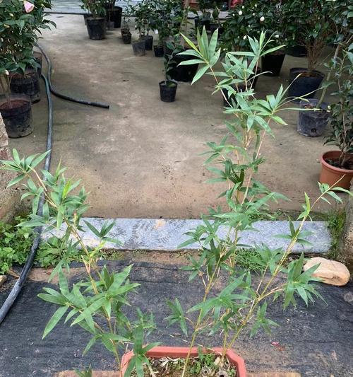 簕竹盆景修剪方法？长太长了应该怎么办？