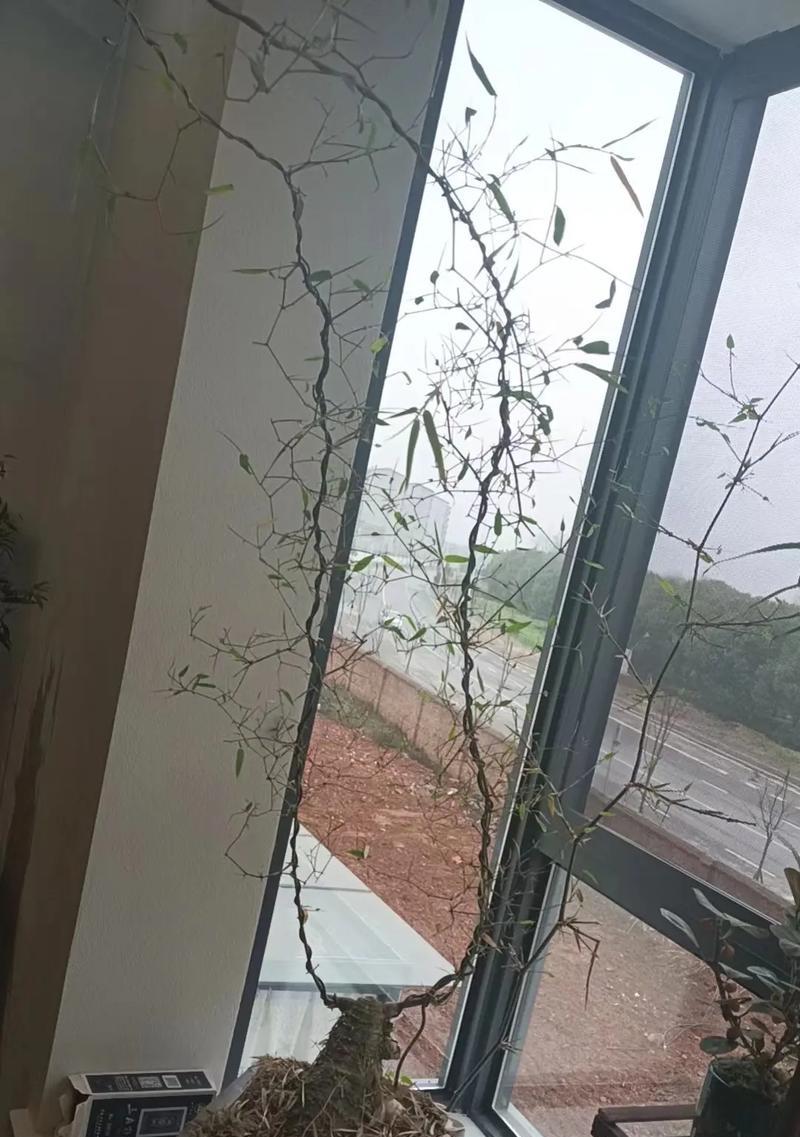 簕竹盆景修剪方法？长太长了应该怎么办？