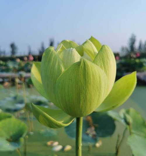 水生植物种类丰富？国际服中有哪些推荐？