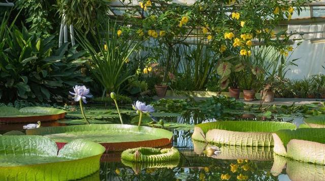 水生植物种类丰富？国际服中有哪些推荐？