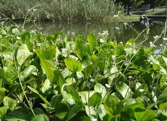 水生植物种类丰富？国际服中有哪些推荐？