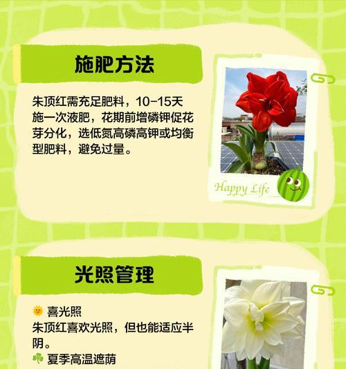 朱顶红应该使用哪种肥料？