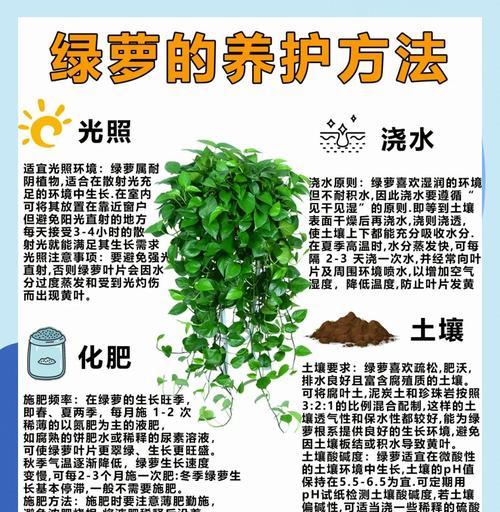 绿乌蕨干叶子发黄怎么办？绿乌蕨叶子发黄的处理方法有哪些？