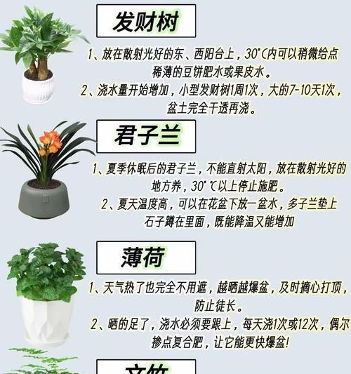 文珠的栽培技术要点是什么？