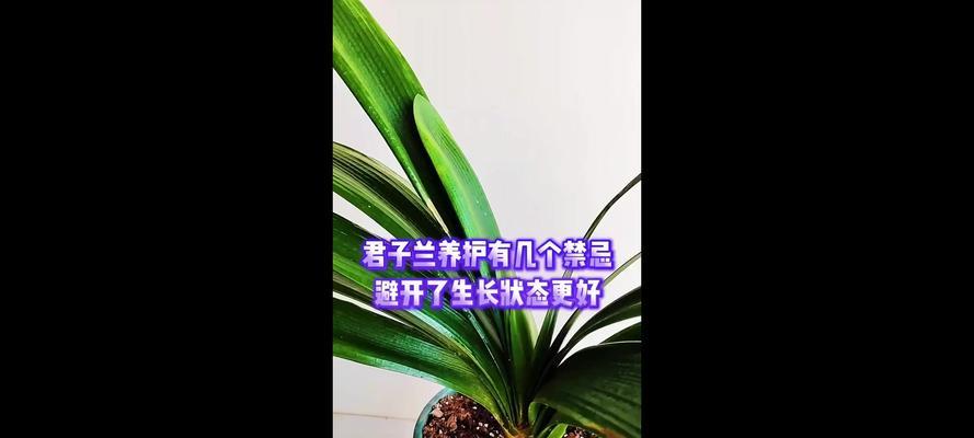 君子兰孙子的养护方法是什么？