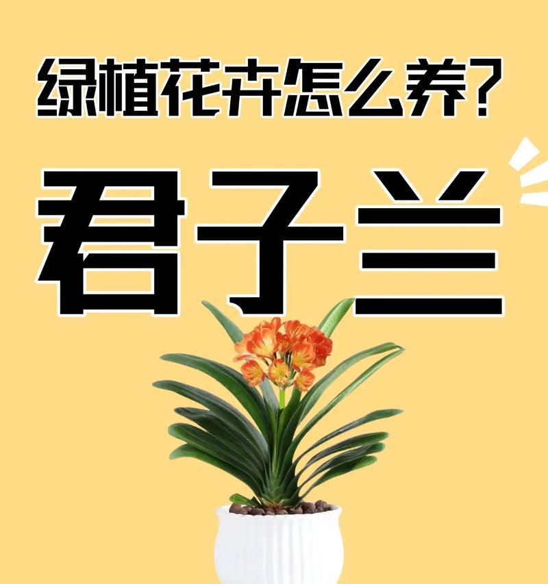 君子兰孙子的养护方法是什么？