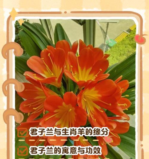 冬季十二片叶君子兰苗的养护要点是什么？
