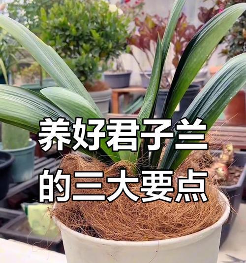 冬季十二片叶君子兰苗的养护要点是什么？