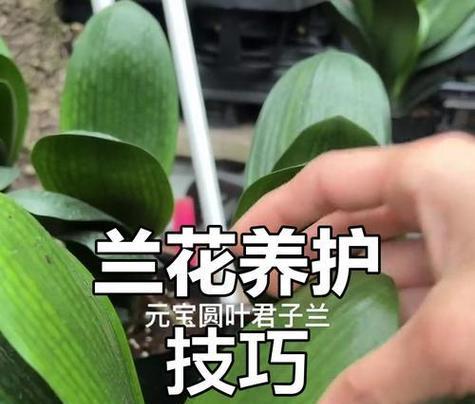 冬季十二片叶君子兰苗的养护要点是什么？