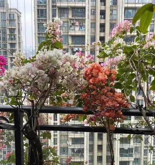 光照不足时如何在阳台养好三角梅？