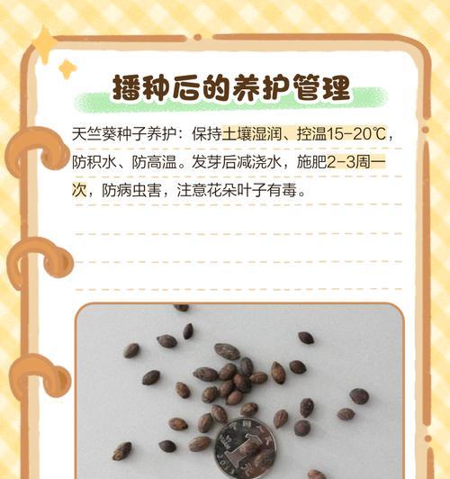 天竺葵大绿棒的养护方法是什么？