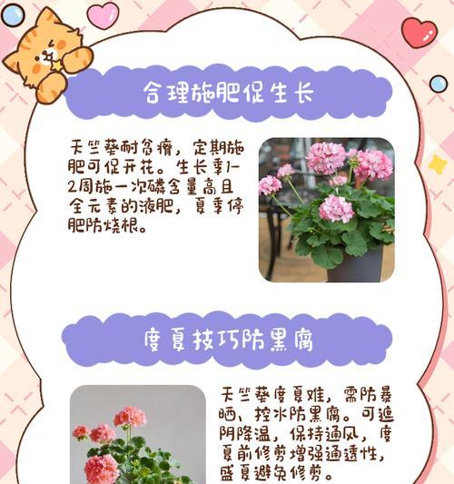 天竺葵大绿棒的养护方法是什么？
