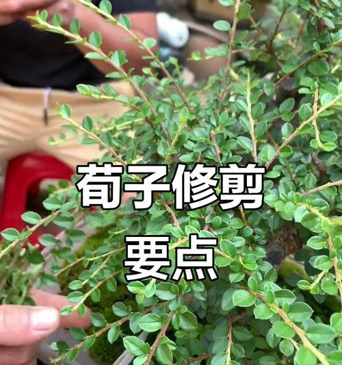 荀子植物的浇水技巧有哪些？