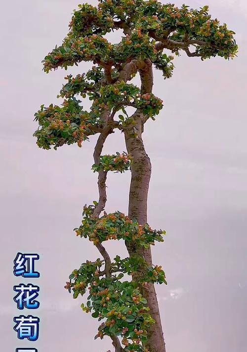 荀子植物的浇水技巧有哪些？
