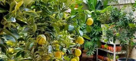 露台种植果树的种法有哪些？哪种果树最适合？