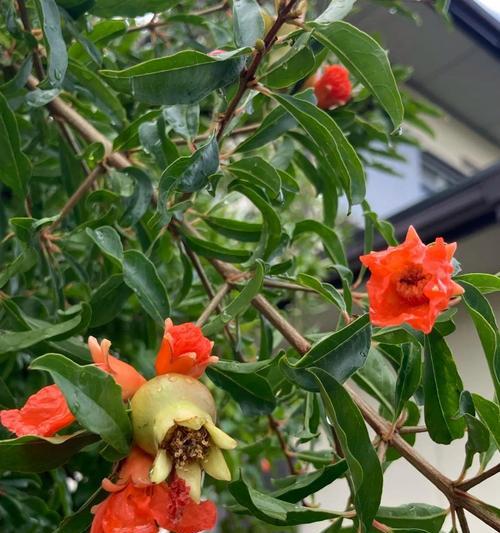 露台种植果树的种法有哪些？哪种果树最适合？