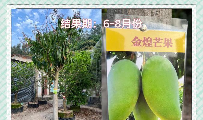 露台种植果树的种法有哪些？哪种果树最适合？