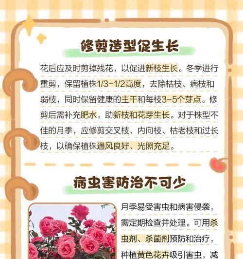 小月季的栽种技巧是什么？如何进行养护？
