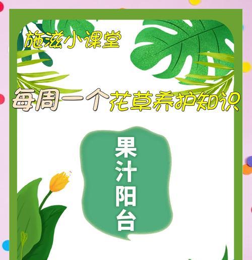 小月季的栽种技巧是什么？如何进行养护？