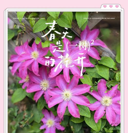 铁线莲地栽怎么促分枝？如何促进铁线莲地栽植物的分枝？