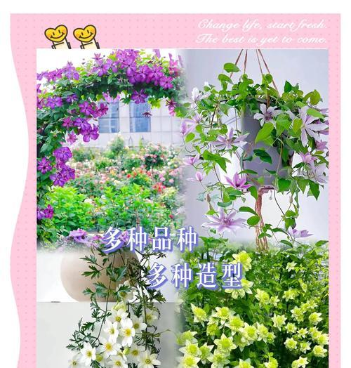 铁线莲地栽怎么促分枝？如何促进铁线莲地栽植物的分枝？