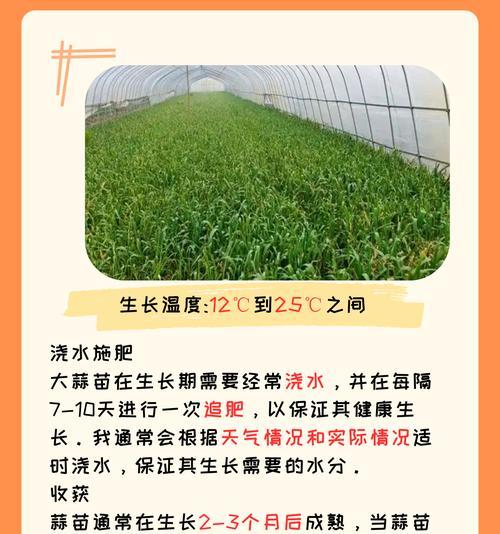 大蒜浇水有什么要求和方法？如何科学合理地浇水？