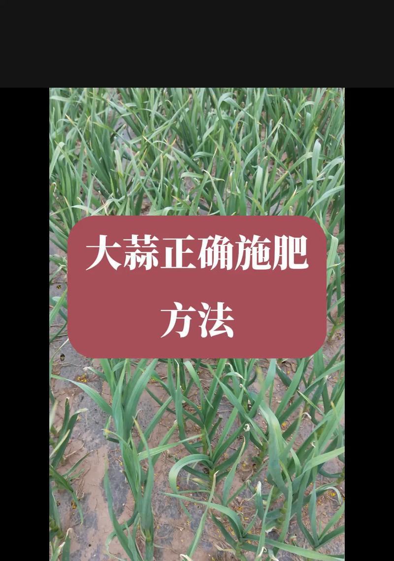 大蒜浇水有什么要求和方法？如何科学合理地浇水？
