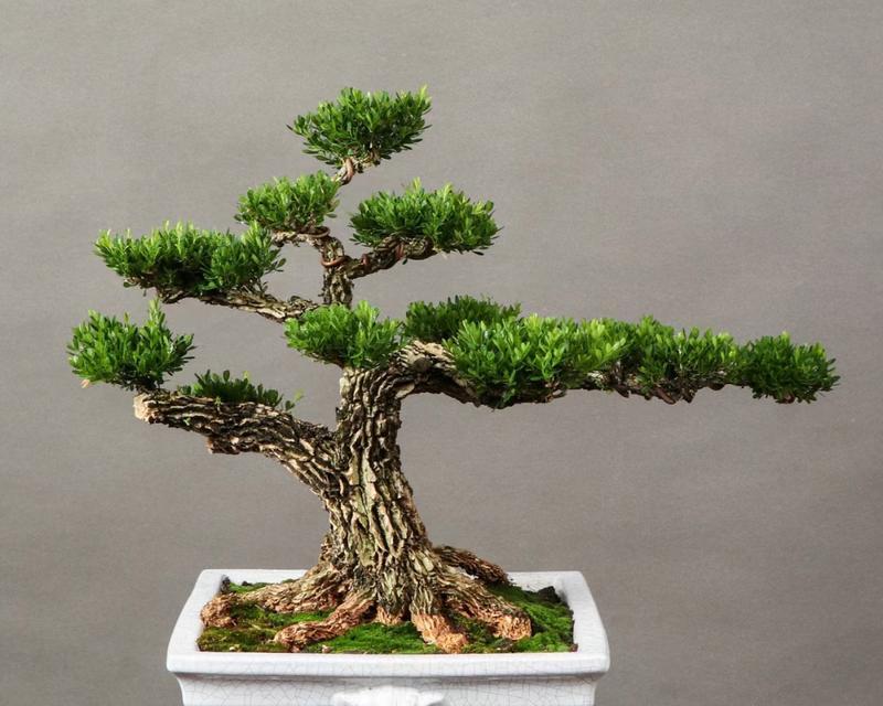 大叶子盆景的制作方法有哪些？