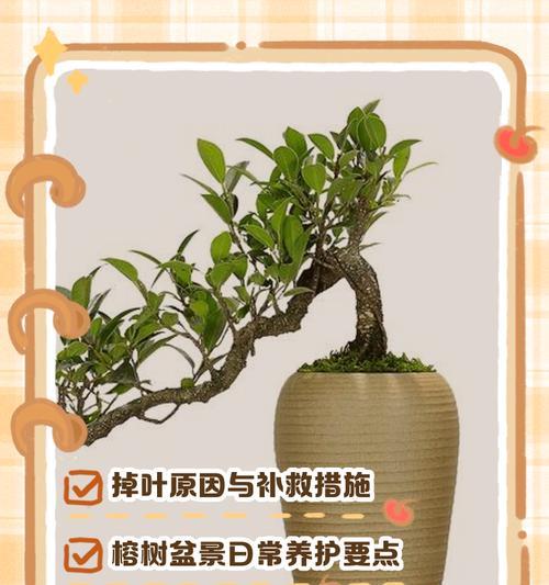 大叶子盆景的制作方法有哪些？