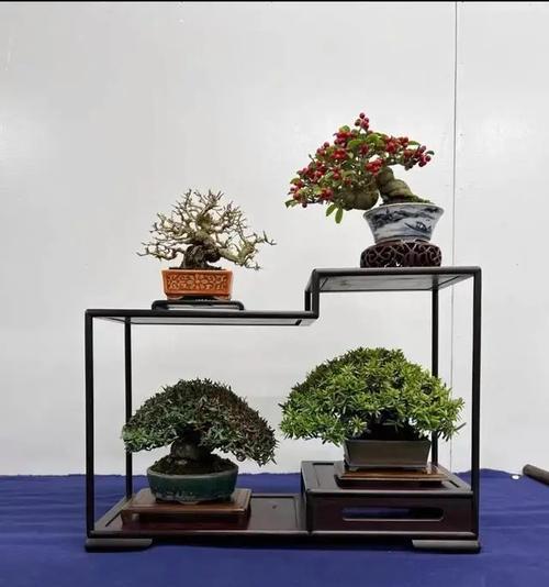 大叶子盆景的制作方法有哪些？