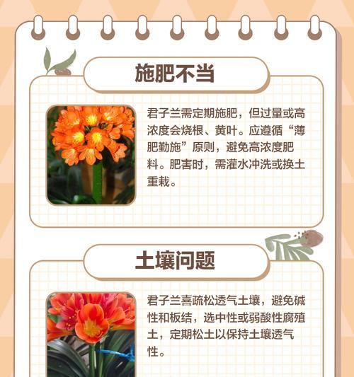 楼房养君子兰困难的原因是什么？