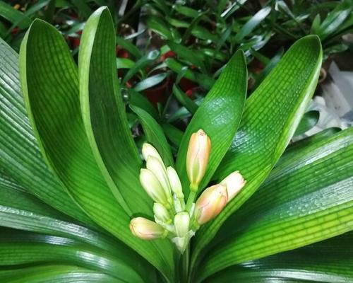 君子兰种植用什么种子好？选择君子兰种子的技巧有哪些？