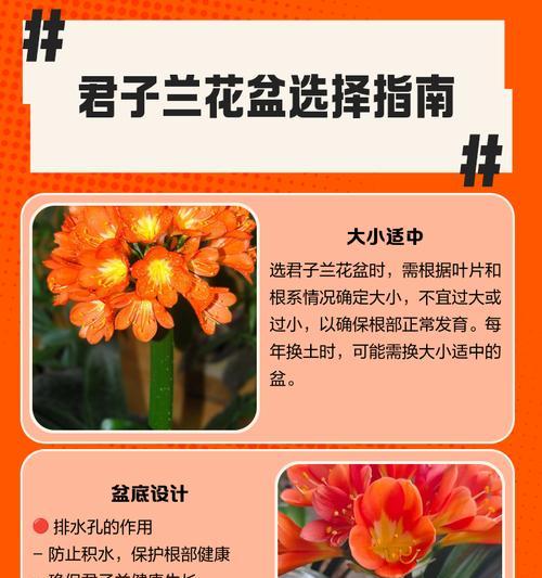 君子兰种植用什么种子好？选择君子兰种子的技巧有哪些？
