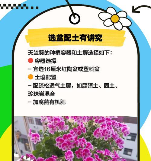 天竺葵水培不烂的养护方法是什么？