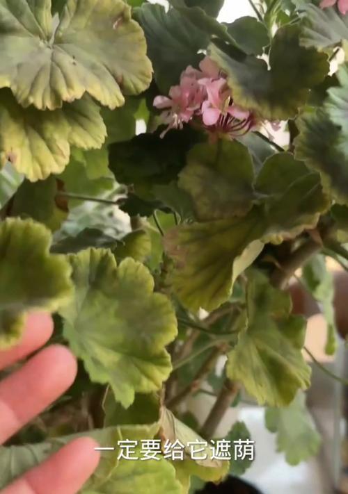 天竺葵叶子不长大怎么办？